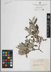 Foto von Salix lapponum L.